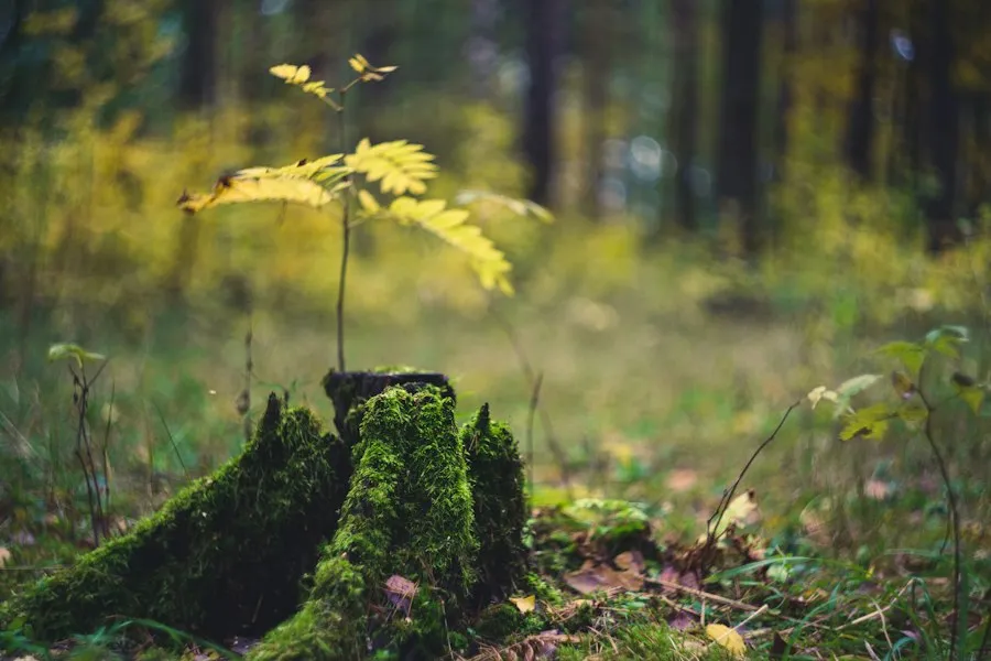 Photo common mistakes nature inspiration design
